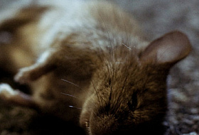 Ученые потратили $25 млн., 2,5 года и 2500 мышей — и доказали, что мобильники вызывают рак