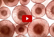 Влияние щелочной воды «Аквалайф» на раковые клетки