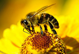 Как изменится мир, если исчезнут пчелы
