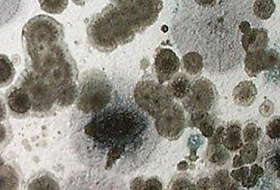 Плесень вездесущая