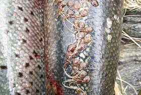 Осторожно! Норвежский лосось — рыба массового поражения