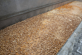 В Венгрии обнаружены яичные продукты с фипронилом