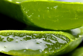 Растение бессмертия – невероятные свойства зеленого целителя