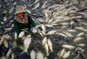 5 Ужасных вещей, которые всем стоит знать о искусственно выращенной рыбе