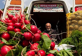 Своевременные овощевыводы