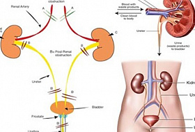 Если работа Ваших почек в опасности, тело даст Вам эти 8 признаков!