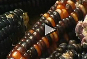 Опасность ГМО-продуктов для здоровья человека