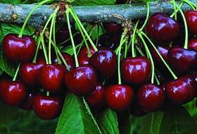 Полезные для здоровья свойства черешни