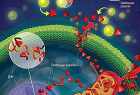 Свободные РАДИКАЛЫ и АНТИОКСИДАНТЫ в организме: что нужно знать